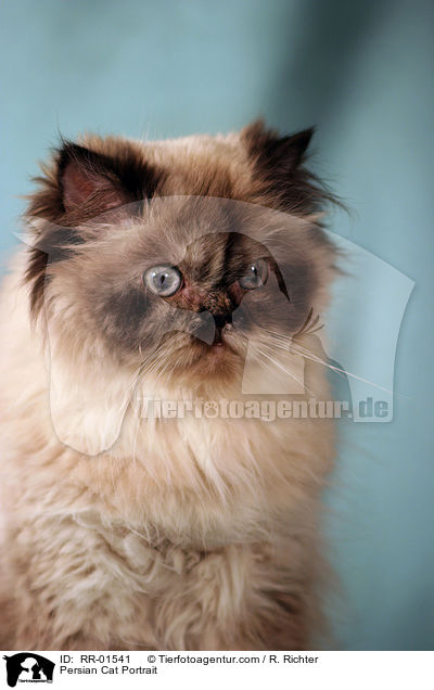 Persian Cat Portrait / RR-01541