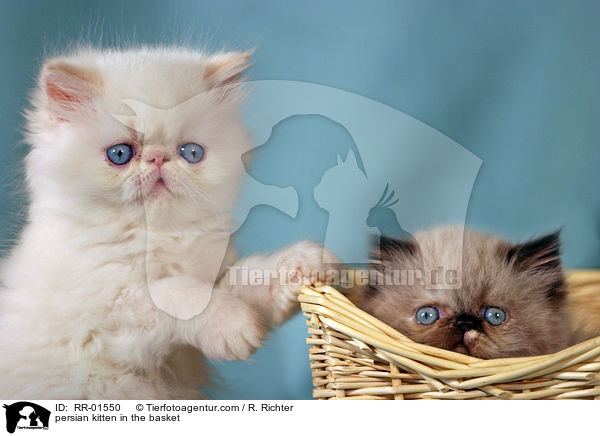 Perserkätzchen im Körbchen / persian kitten in the basket / RR-01550