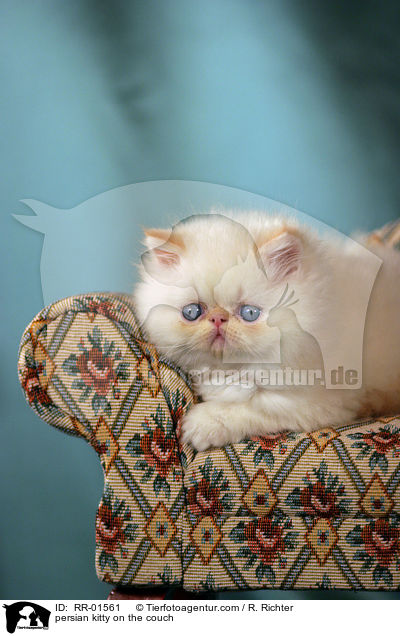 persian kitty on the couch / RR-01561