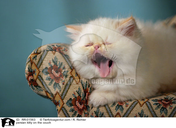 persian kitty on the couch / RR-01563