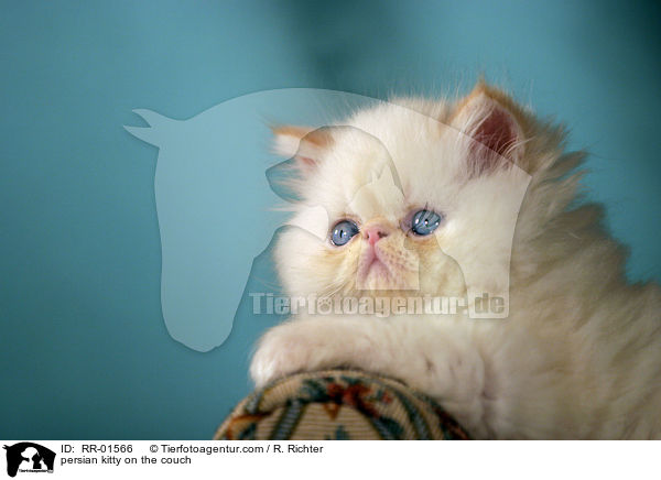 persian kitty on the couch / RR-01566