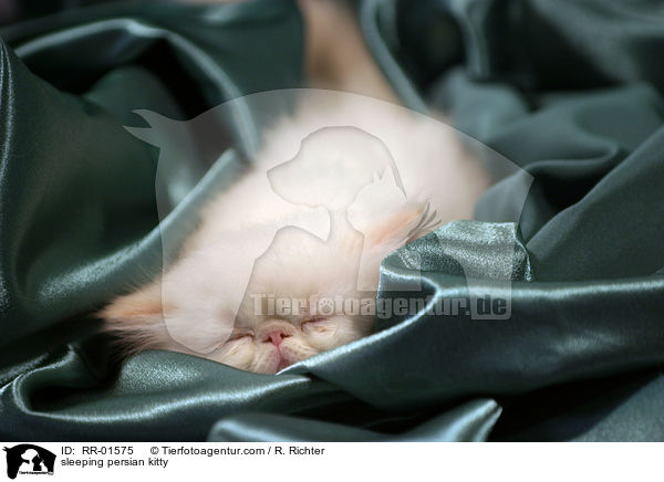 sleeping persian kitty / RR-01575