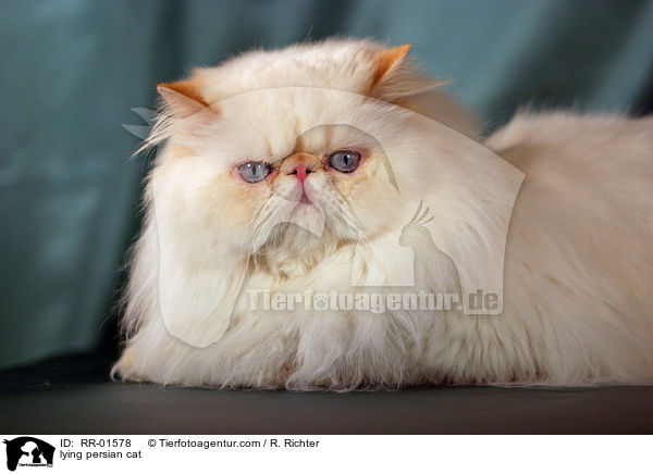 lying persian cat / RR-01578