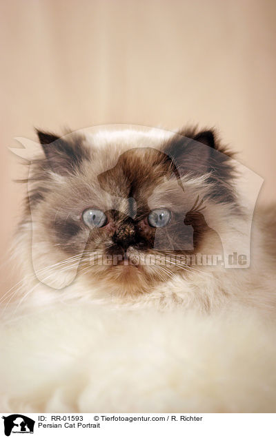 Persian Cat Portrait / RR-01593