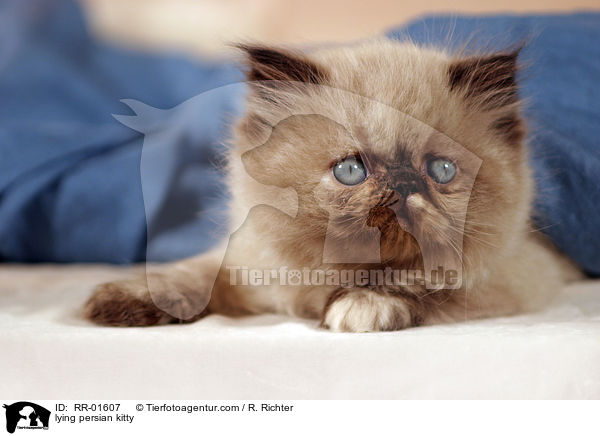 lying persian kitty / RR-01607