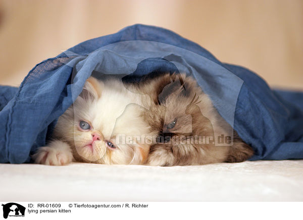 lying persian kitten / RR-01609