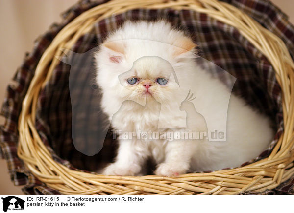 persian kitty in the basket / RR-01615