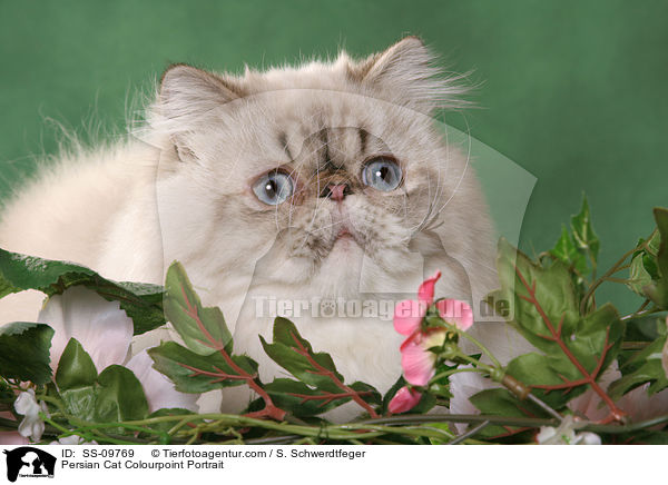 Persian Cat Colourpoint Portrait / SS-09769