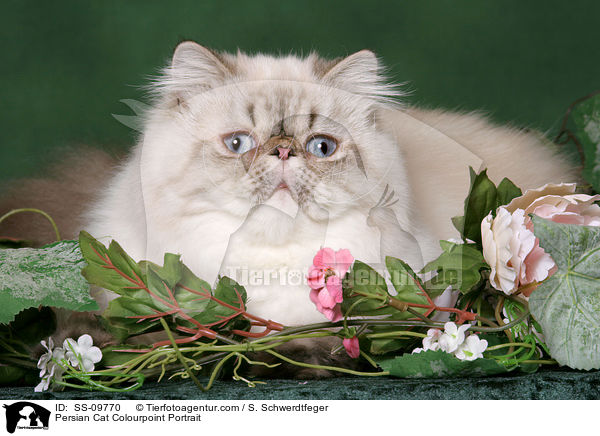 Persian Cat Colourpoint Portrait / SS-09770