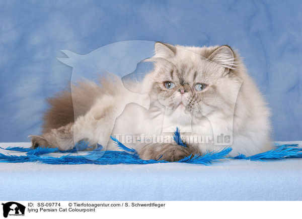 lying Persian Cat Colourpoint / SS-09774