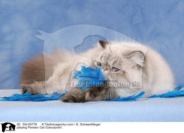 playing Persian Cat Colourpoint / SS-09776