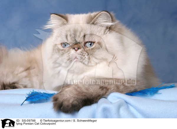 lying Persian Cat Colourpoint / SS-09786