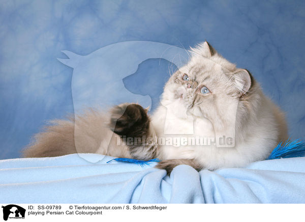 playing Persian Cat Colourpoint / SS-09789