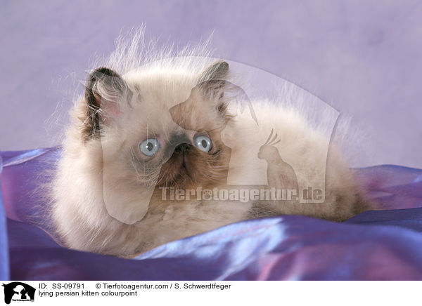 lying persian kitten colourpoint / SS-09791