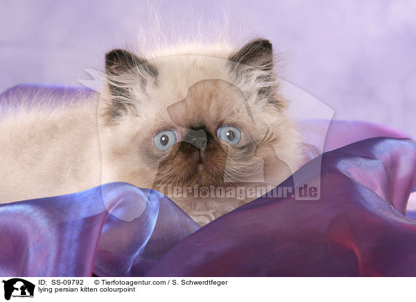 lying persian kitten colourpoint / SS-09792