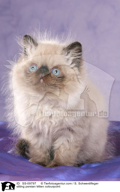sitting persian kitten colourpoint / SS-09797