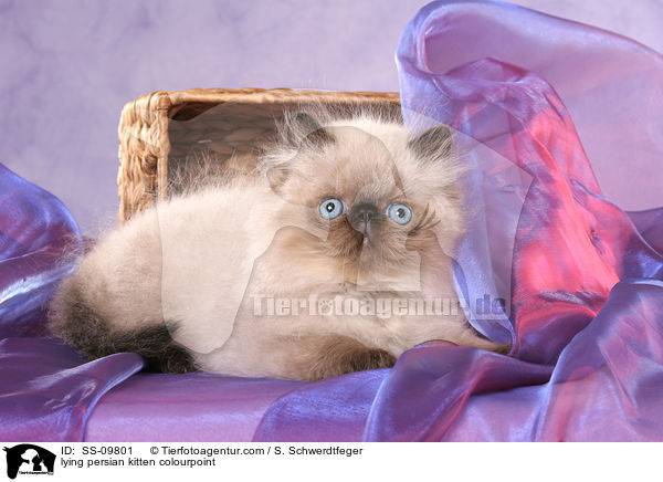 lying persian kitten colourpoint / SS-09801