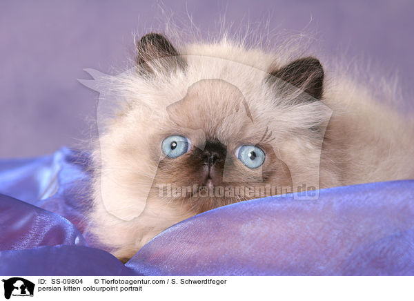persian kitten colourpoint portrait / SS-09804