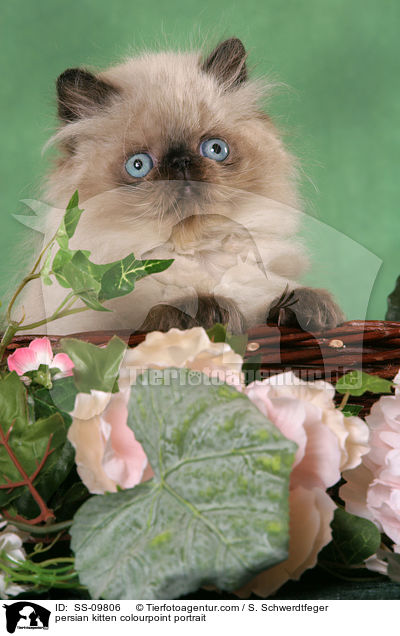 persian kitten colourpoint portrait / SS-09806