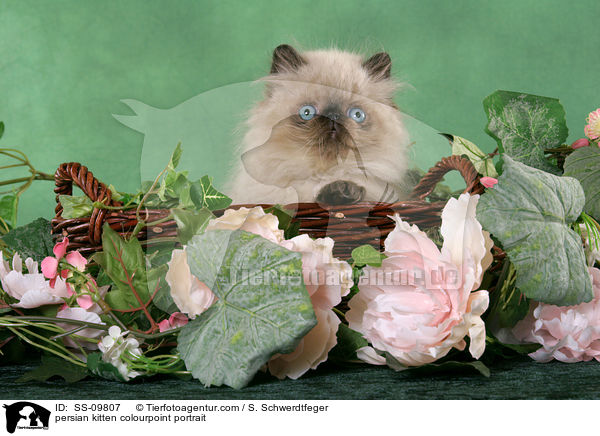 persian kitten colourpoint portrait / SS-09807