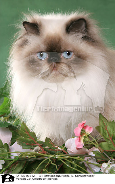 Persian Cat Colourpoint portrait / SS-09812