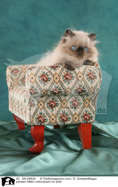 persian kitten colourpoint on sofa / SS-09820