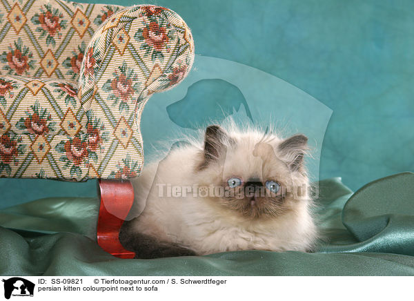 persian kitten colourpoint next to sofa / SS-09821