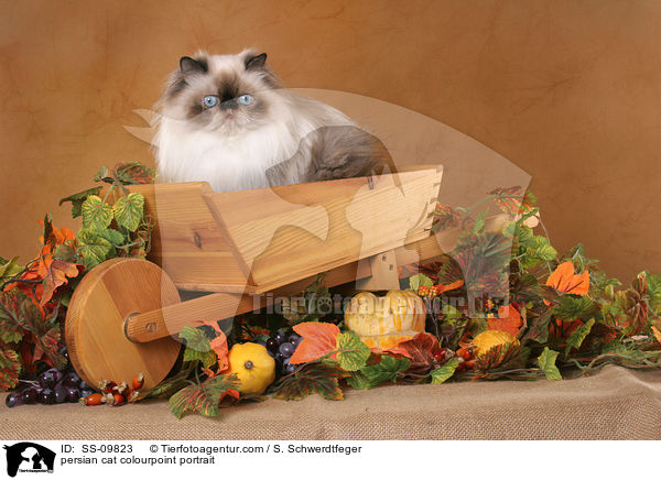 Perser Colourpoint Portrait / persian cat colourpoint portrait / SS-09823