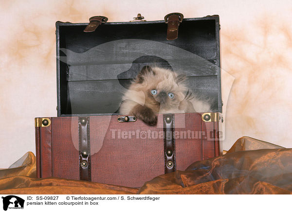 persian kitten colourpoint in box / SS-09827