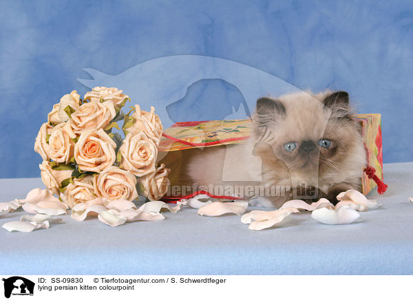 lying persian kitten colourpoint / SS-09830