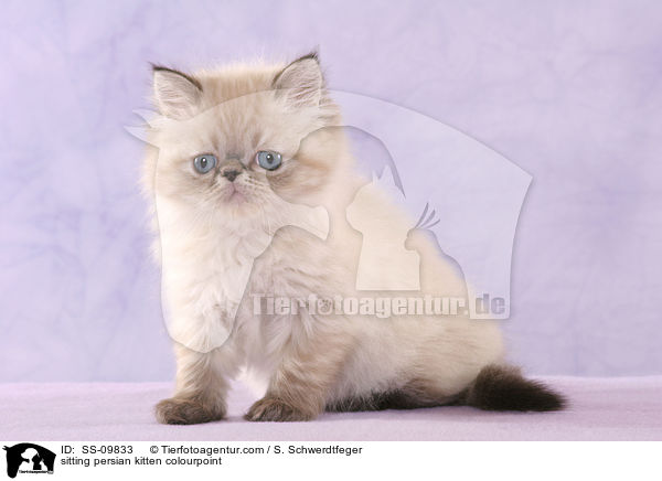 sitting persian kitten colourpoint / SS-09833
