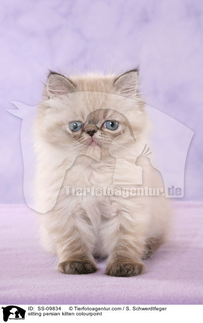 sitting persian kitten colourpoint / SS-09834