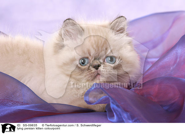 lying persian kitten colourpoint / SS-09835