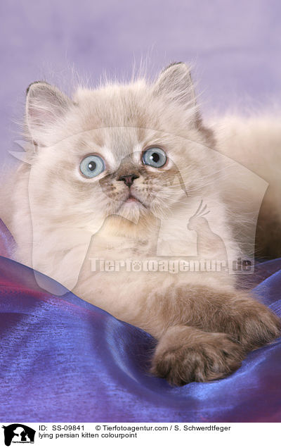 lying persian kitten colourpoint / SS-09841