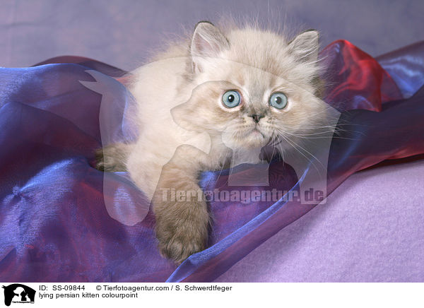 lying persian kitten colourpoint / SS-09844