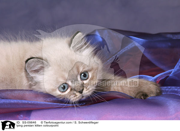 lying persian kitten colourpoint / SS-09846