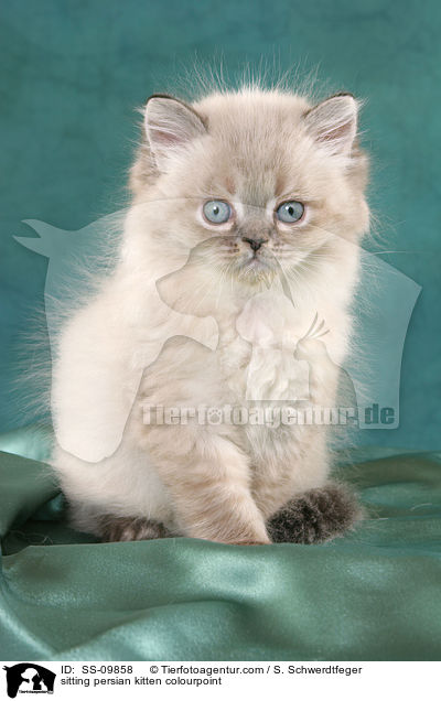 sitting persian kitten colourpoint / SS-09858