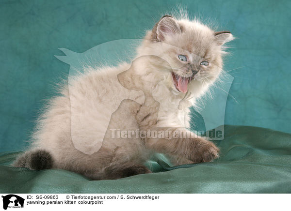 yawning persian kitten colourpoint / SS-09863