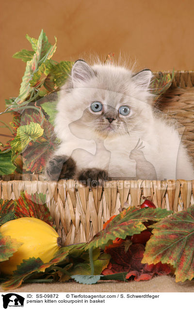 persian kitten colourpoint in basket / SS-09872