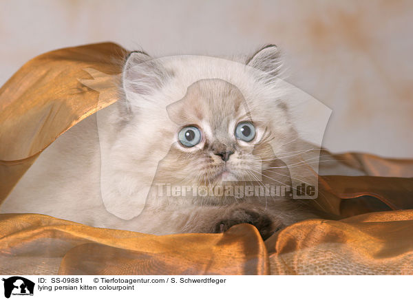 lying persian kitten colourpoint / SS-09881