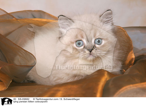 lying persian kitten colourpoint / SS-09882