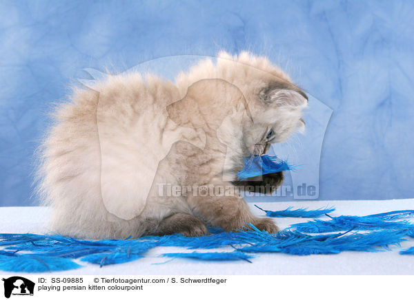 playing persian kitten colourpoint / SS-09885