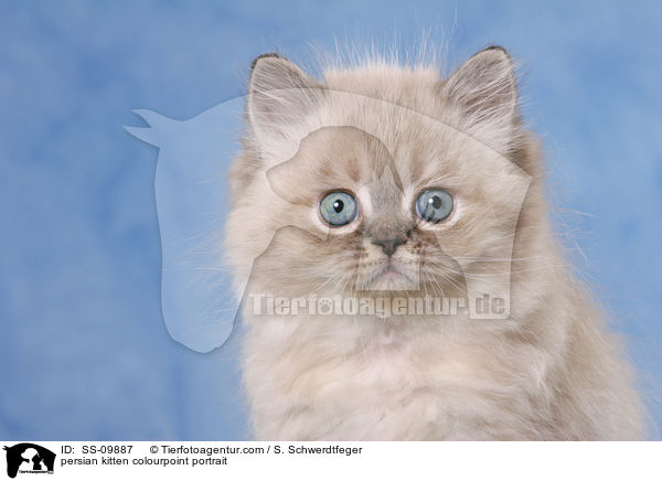 persian kitten colourpoint portrait / SS-09887