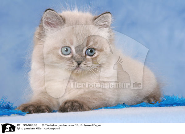 lying persian kitten colourpoint / SS-09888