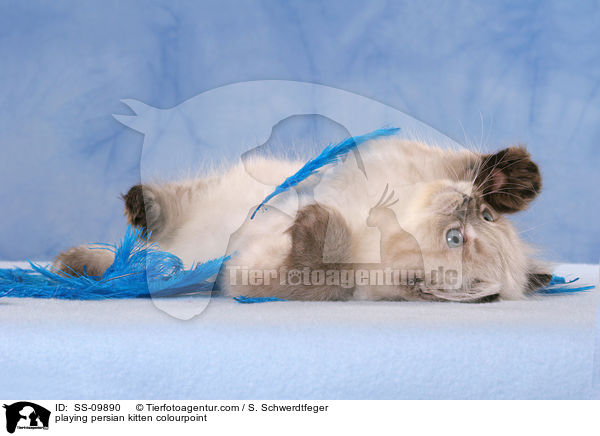 playing persian kitten colourpoint / SS-09890