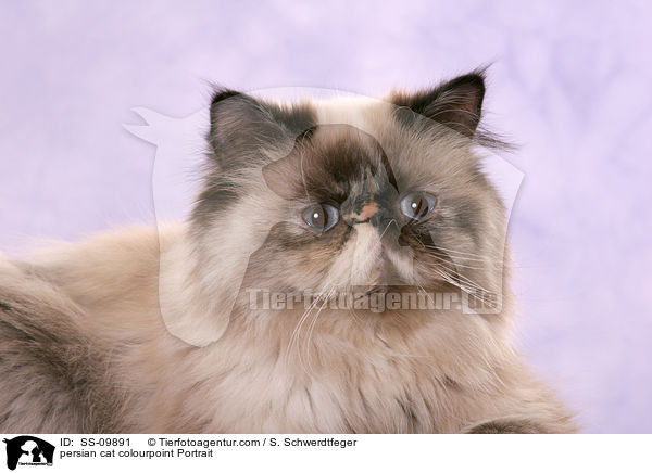 persian cat colourpoint Portrait / SS-09891