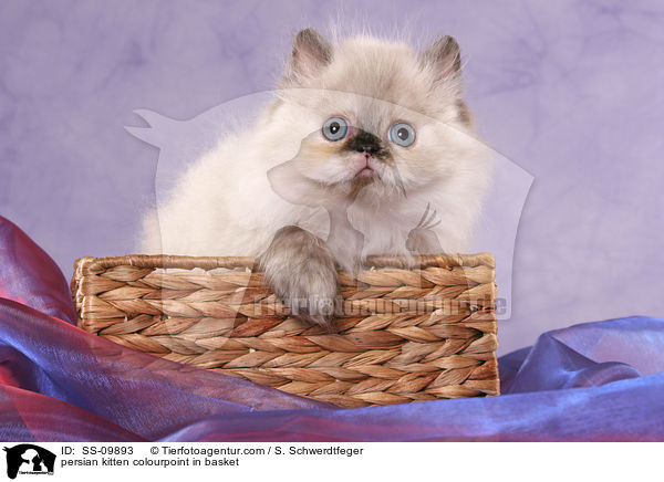 persian kitten colourpoint in basket / SS-09893