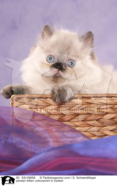 persian kitten colourpoint in basket / SS-09898