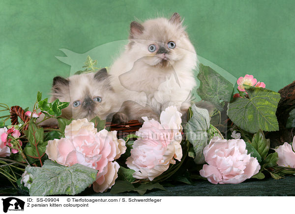 2 persian kitten colourpoint / SS-09904
