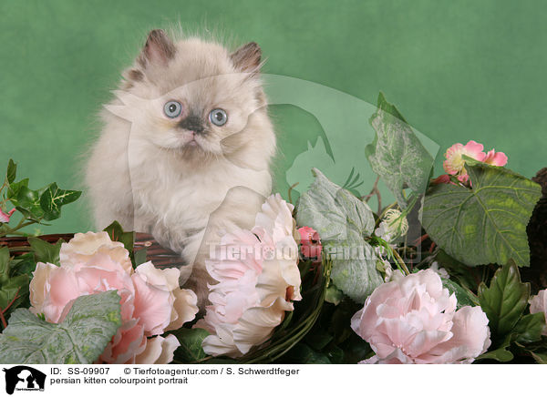 persian kitten colourpoint portrait / SS-09907